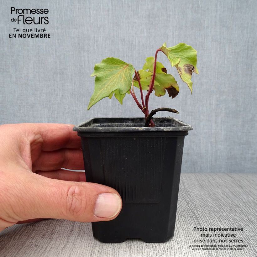 Spécimen de Lierre d'ornement - Hedera helix Green Ripple Godet de 8/9 cm tel que livré en automne
