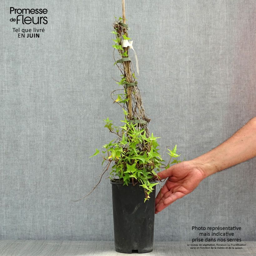 Example of Lierre d'ornement - Hedera helix Sagittifolia Pot de 2L/3L as you get in printemps