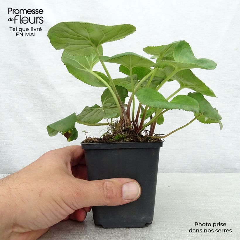 Spécimen de Ligulaire - Ligularia Gregynog Gold Godet de 8/9 cm tel que livré au printemps