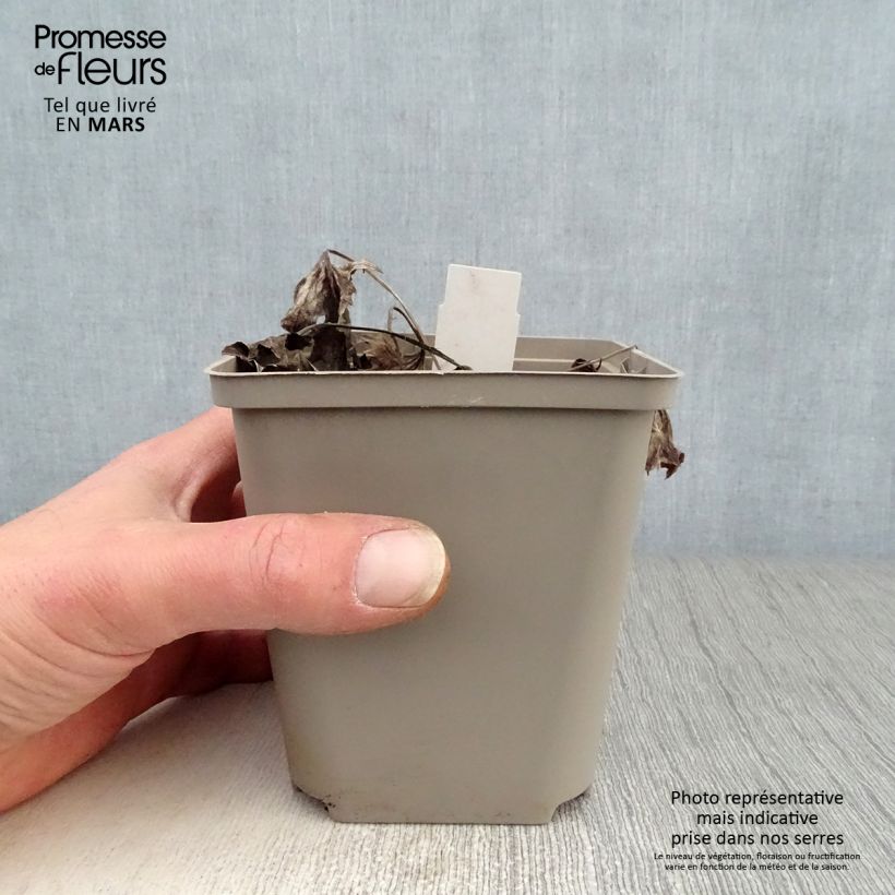 Example of Ligulaire - Ligularia Osiris Cafe Noir Godet de 8/9 cm as you get in printemps