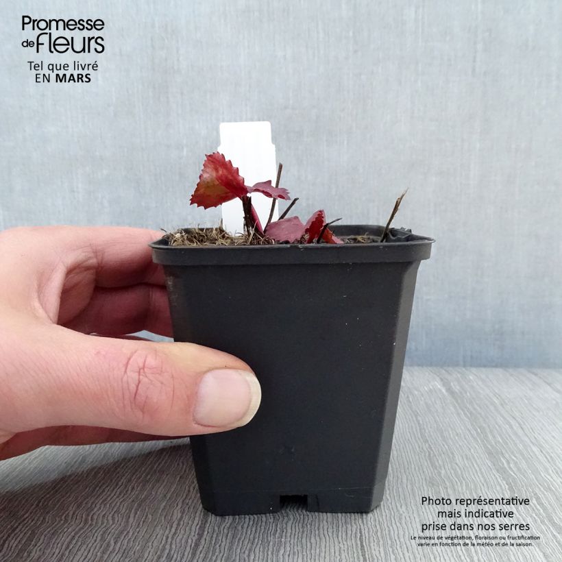 Example of Ligulaire - Ligularia dentata Desdemona  Godet de 8/9 cm as you get in printemps