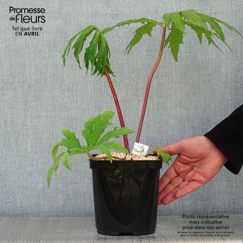 Example of Ligulaire - Ligularia japonica Rising Sun Pot de 2L/3L as you get in printemps