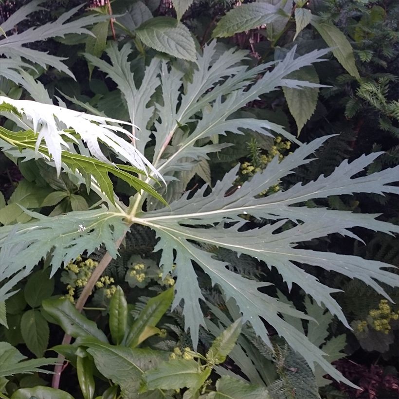 Ligulaire - Ligularia japonica Rising Sun (Foliage)