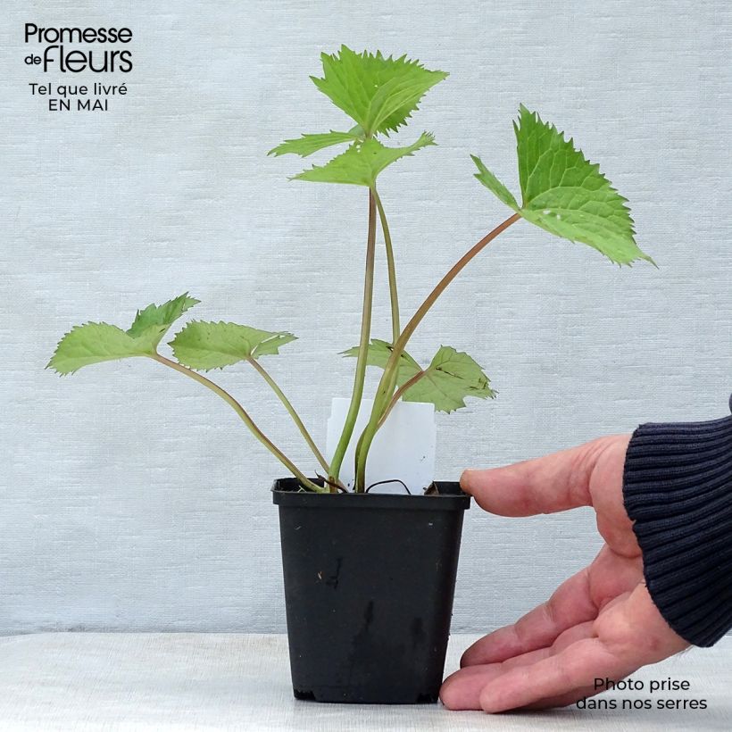 Spécimen de Ligulaire - Ligularia stenocephala The Rocket Godet de 8/9 cm tel que livré au printemps