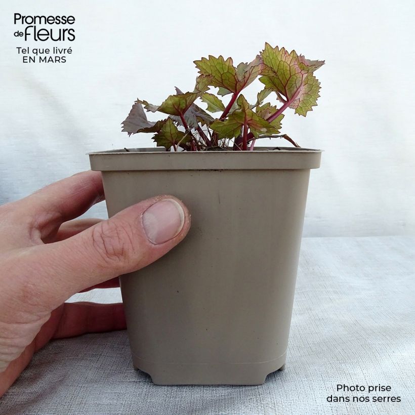 Example of Ligulaire hessei Lanternchern - Ligularia x hessei Lanternchen Godet de 8/9 cm as you get in printemps