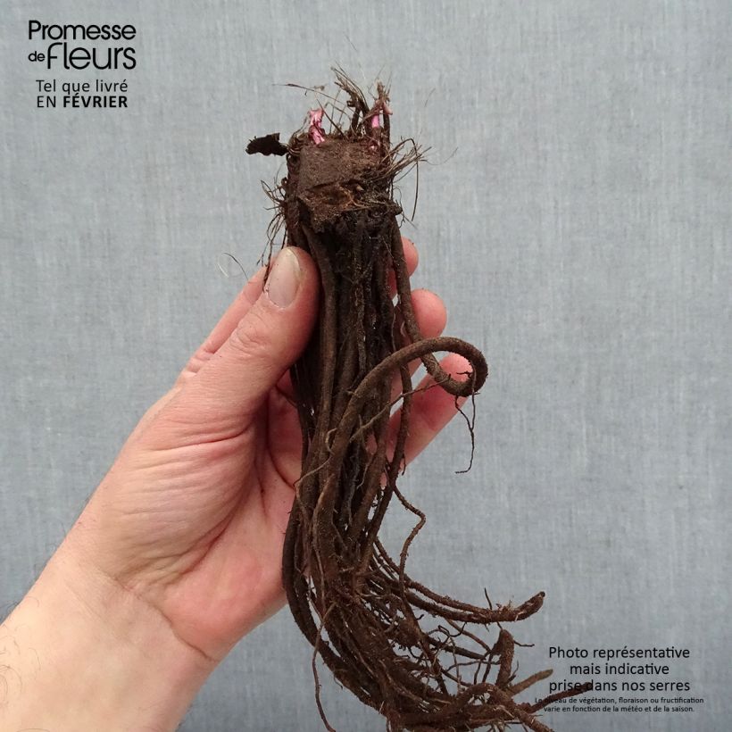 Example of Ligulaire hessei Lanternchern - Ligularia x hessei Lanternchen Racines nues, Qualité premium as you get in hiver