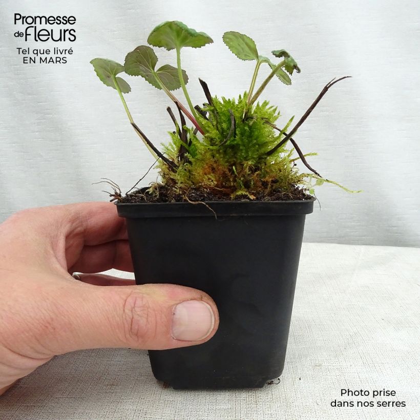 Example of Ligulaire hessei - Ligularia hessei Godet de 8/9 cm as you get in printemps