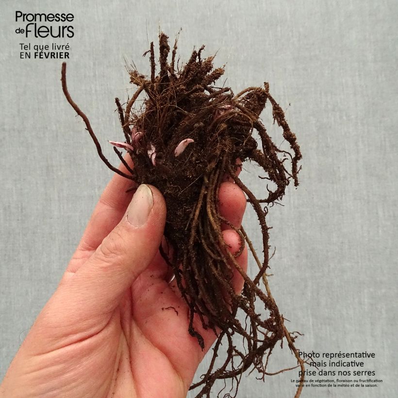 Spécimen de Ligularia Little Golden Ray - Ligulaire Racines nues, Qualité premium tel que livré en hiver