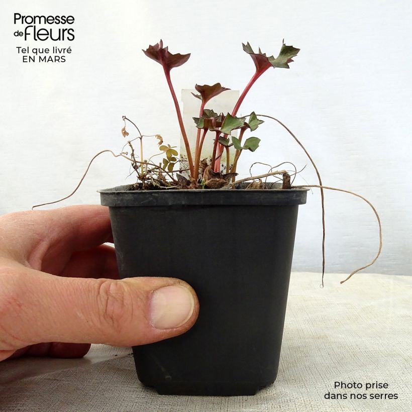 Spécimen de Ligularia Osiris Fantaisie - Ligulaire hybride. Godet de 8/9 cm tel que livré au printemps