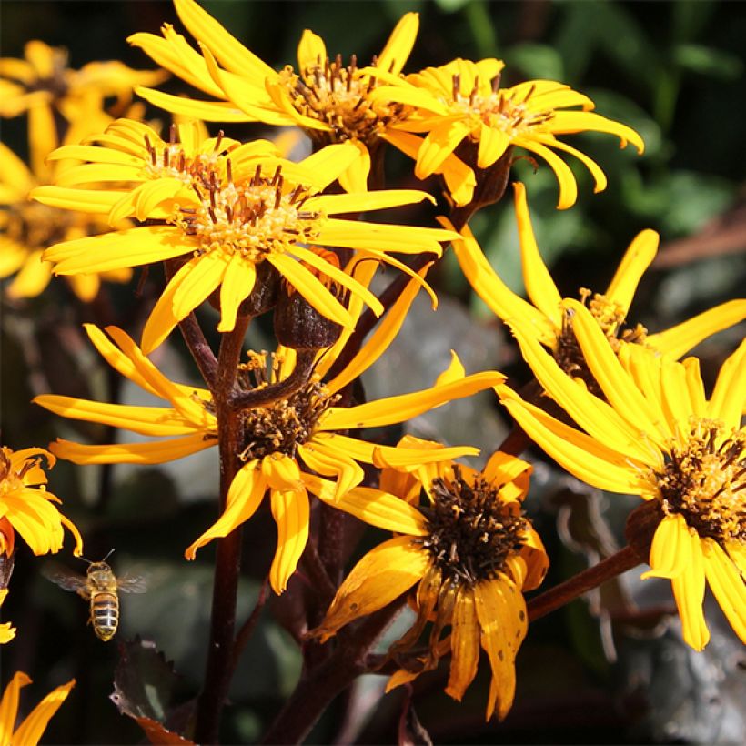 Ligularia dentata Britt-Marie Crawford - Ligulaire (Flowering)