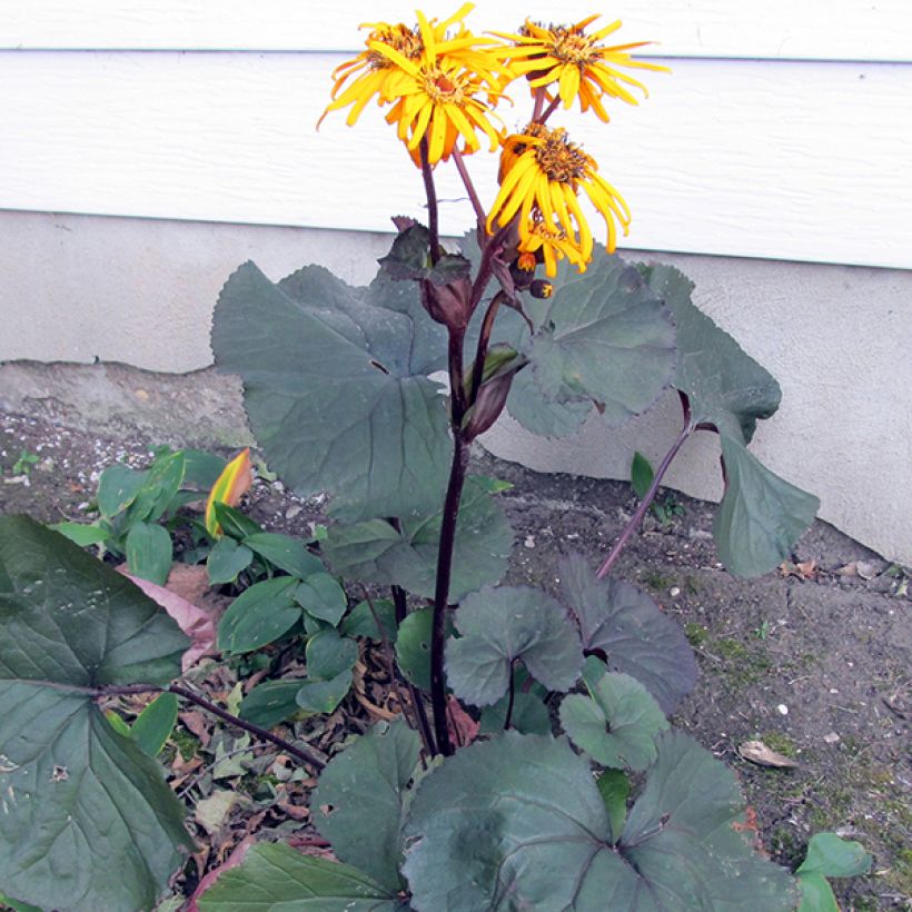 Ligularia dentata Britt-Marie Crawford - Ligulaire (Plant habit)