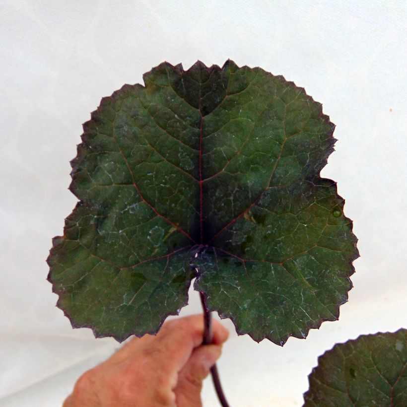 Ligularia dentata Britt-Marie Crawford - Ligulaire (Foliage)