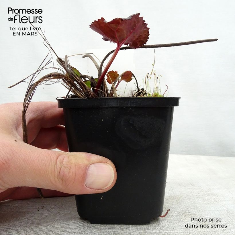 Example of Ligularia dentata Britt-Marie Crawford - Ligulaire Godet de 8/9 cm as you get in printemps