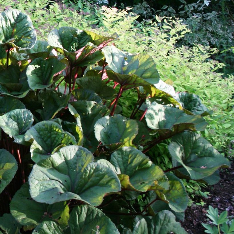 Ligularia dentata Othello - Ligulaire (Port)