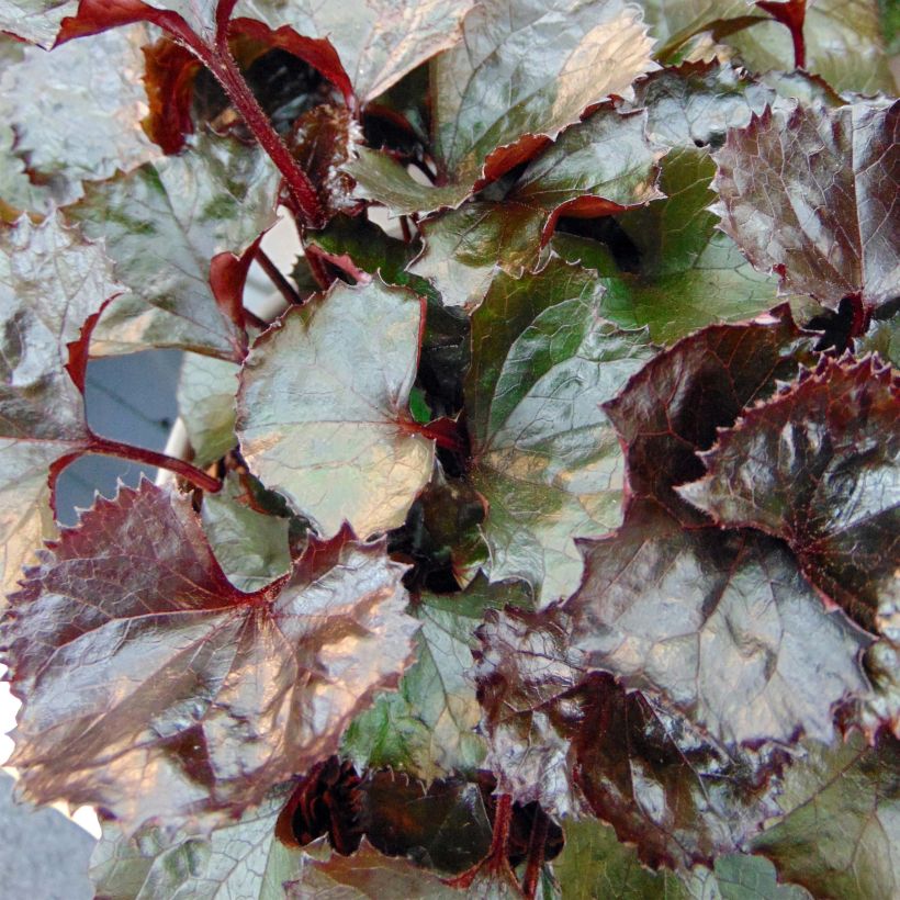 Ligularia dentata Pandora® - Ligulaire naine. (Foliage)