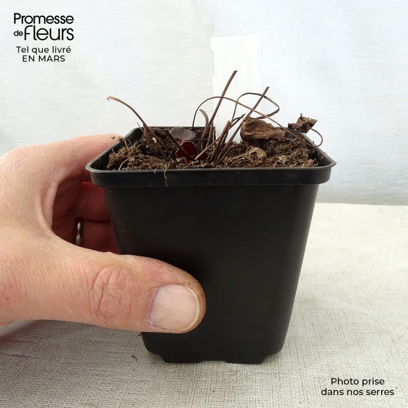 Example of Ligularia dentata Pandora® - Ligulaire naine. Godet de 8/9 cm as you get in printemps