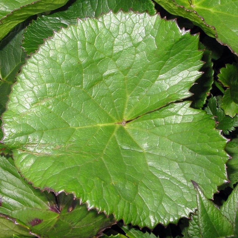 Ligularia hodgsonii - Ligulaire de Hodgson (Foliage)
