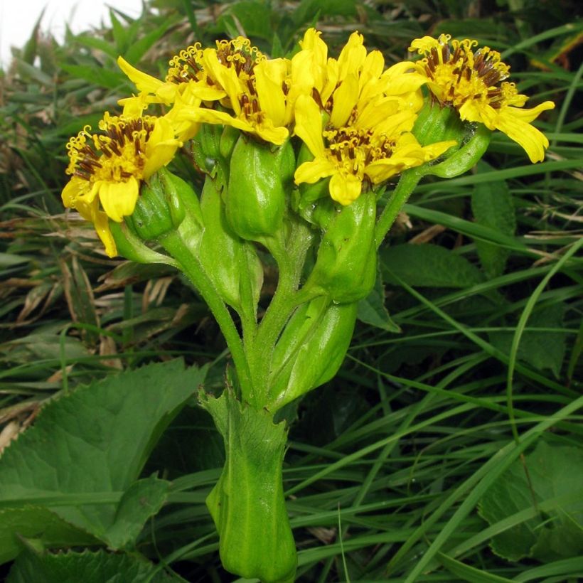 Ligularia hodgsonii - Ligulaire de Hodgson (Flowering)