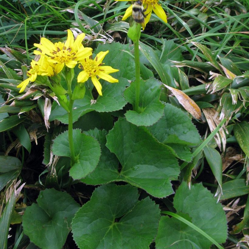 Ligularia hodgsonii - Ligulaire de Hodgson (Plant habit)