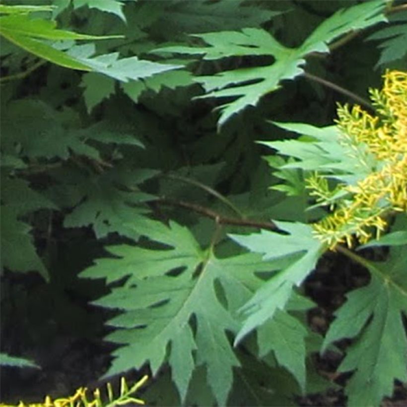 Ligulaire, Ligularia tangutica (Foliage)