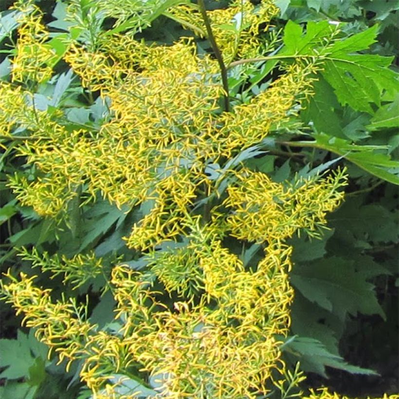 Ligulaire, Ligularia tangutica (Flowering)