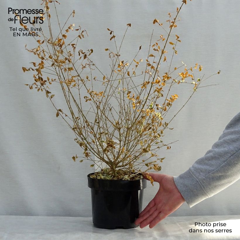 Example of Ligustrum ibota Musli - Troène Pot de 3L/4L as you get in printemps