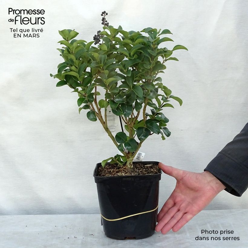 Spécimen de Ligustrum japonicum Coriaceum - Troène du Japon Pot de 3L/4L tel que livré au printemps
