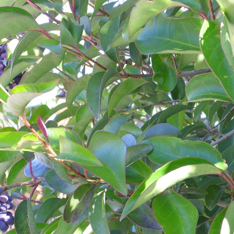 Troène de Chine - Ligustrum lucidum (Foliage)
