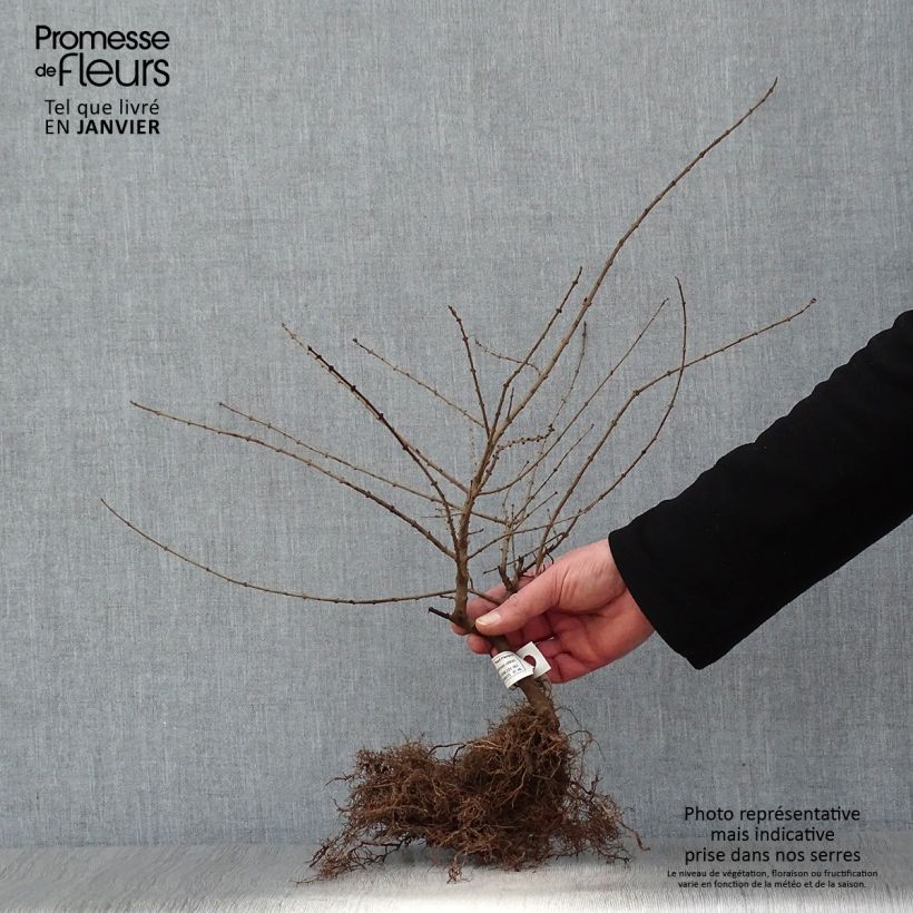 Spécimen de Ligustrum obtusifolium 'Regelianum' - Troène à feuilles obtuses Racines nues tel que livré en hiver