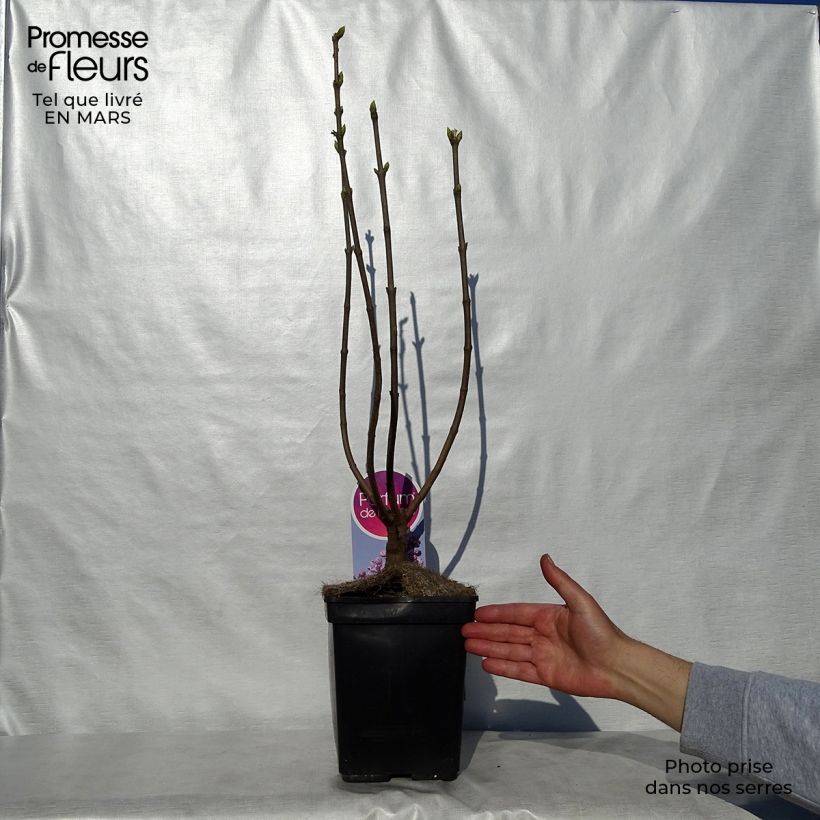 Spécimen de Lilas Sensation - Syringa vulgaris Pot de 3L/4L, Buisson, 3/4 branches tel que livré au printemps