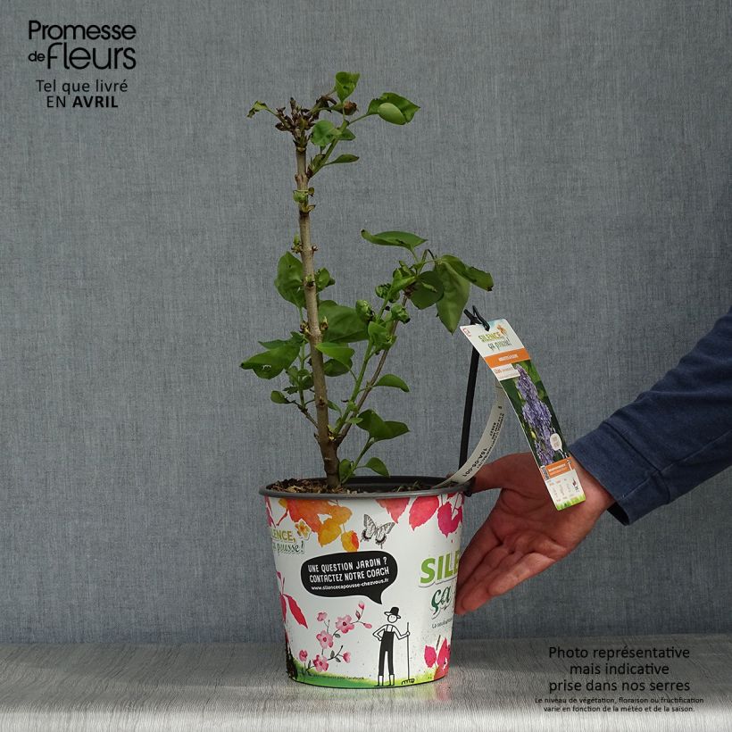 Spécimen de Lilas - Syringa vulgaris Capitaine Baltet Pot de 4L/5L tel que livré au printemps