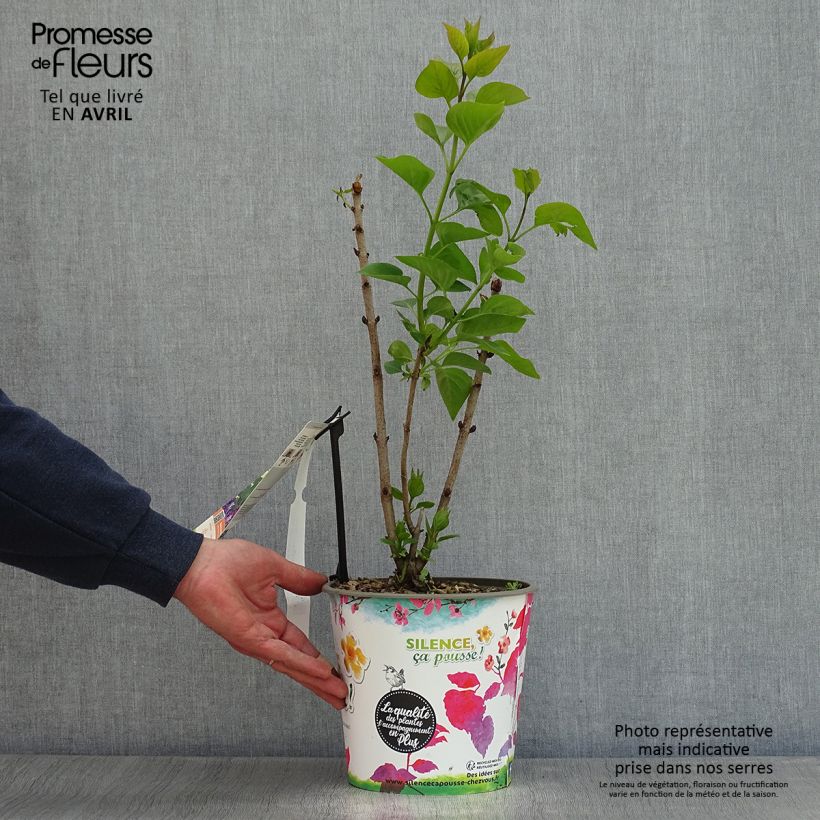 Example of Lilas - Syringa vulgaris Katherine Havemeyer  Pot de 3L/4L as you get in printemps