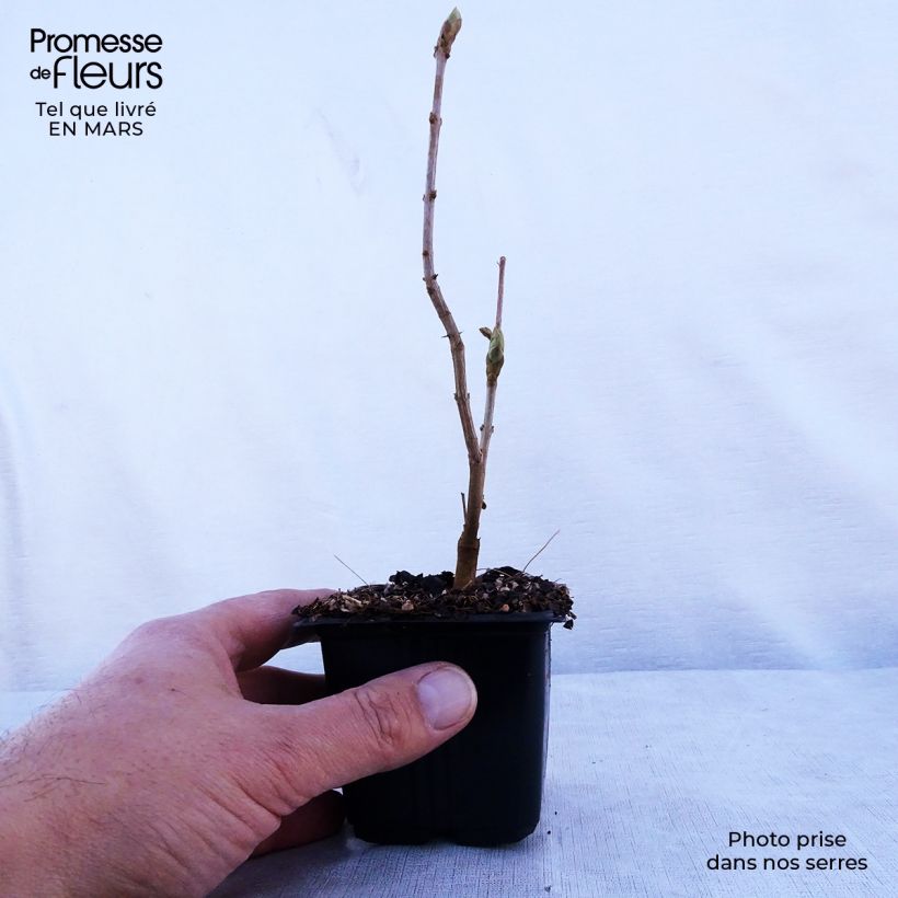 Example of Lilas - Syringa vulgaris Katherine Havemeyer  Godet de 8/9 cm as you get in printemps