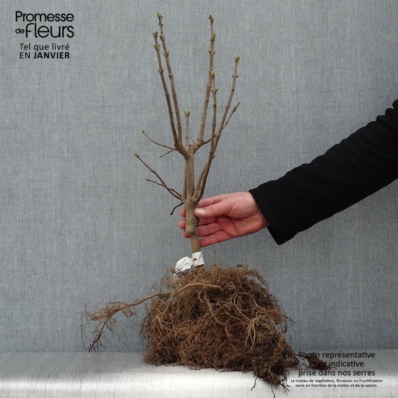 Spécimen de Lilas - Syringa vulgaris Michel Buchner Racines nues, Buisson, Ramifié 3/5tiges tel que livré en hiver