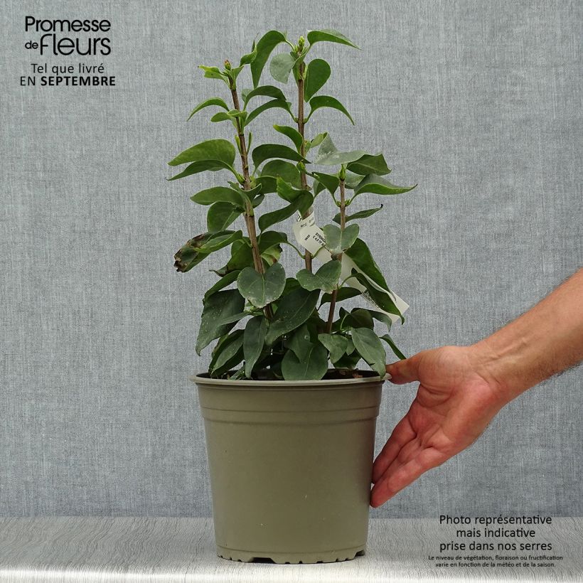 Spécimen de Lilas - Syringa vulgaris Primrose Pot de 4L/5L tel que livré en automne