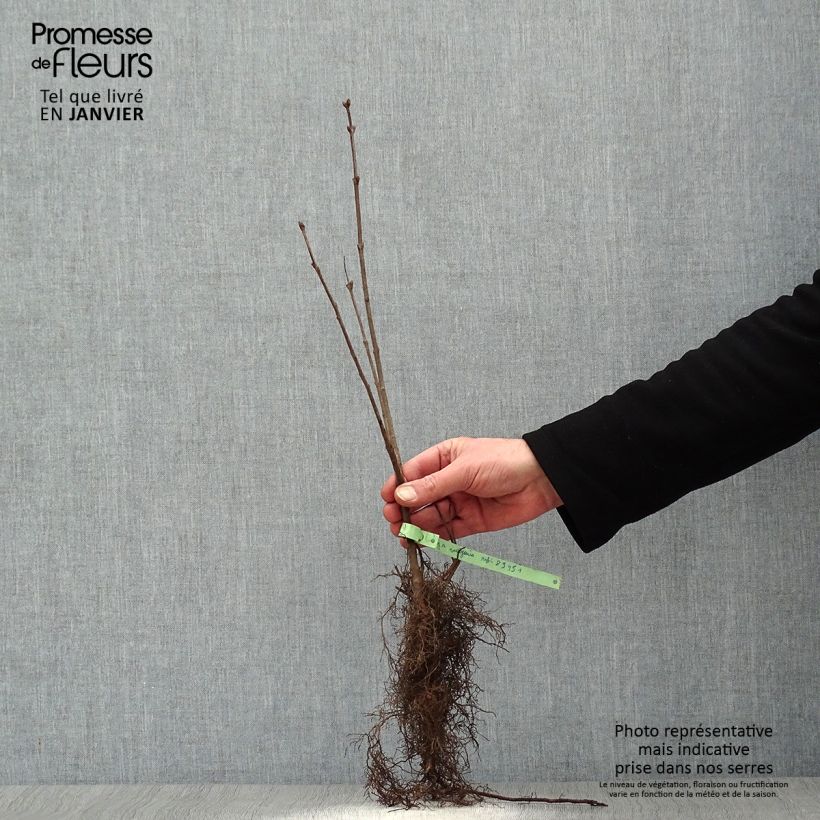 Spécimen de Lilas -  Syringa vulgaris Racines nues tel que livré en hiver