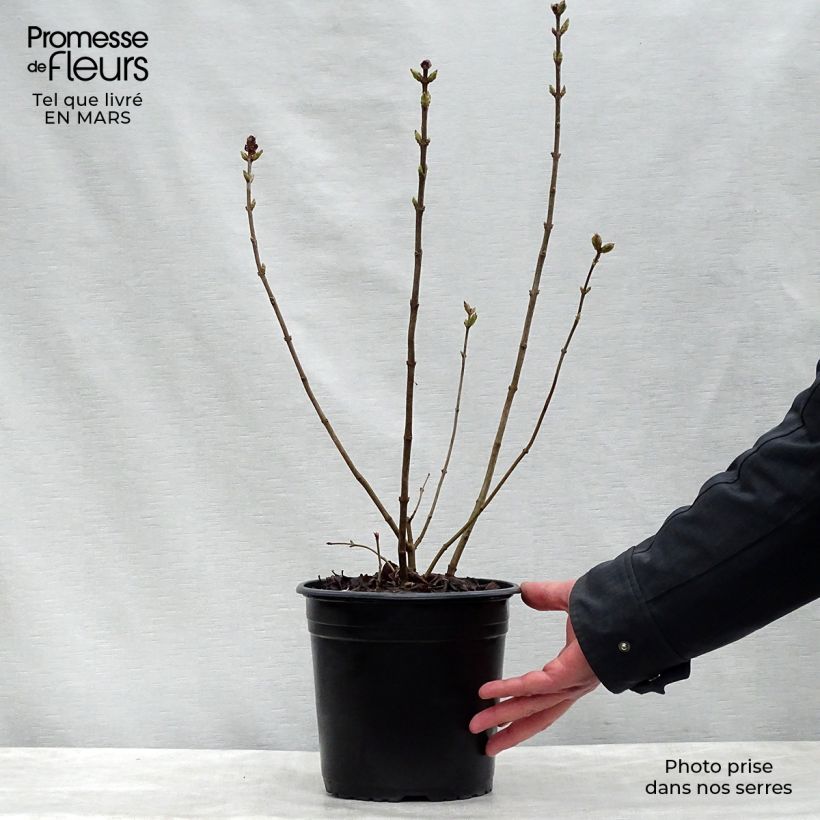 Spécimen de Lilas à fleurs de jacinthe - Syringa hyacinthiflora Maiden's Blush Pot de 4L/5L, Buisson, 3/4 branches tel que livré au printemps