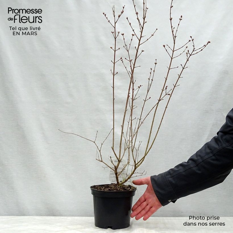 Spécimen de Lilas à petites feuilles - Syringa Red Pixie Pot de 3L/4L tel que livré au printemps