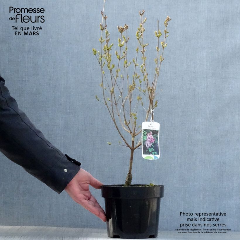 Spécimen de Lilas de Chine - Syringa microphylla Superba Pot de 2L/3L tel que livré au printemps