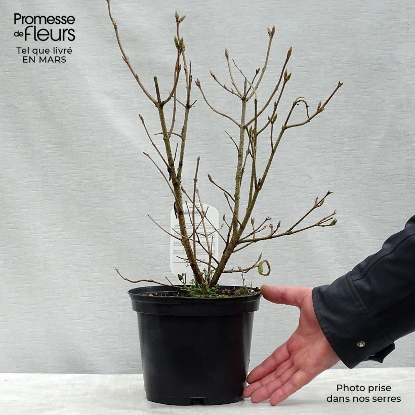 Spécimen de Lilas de Chine - Syringa patula Miss Kim Pot de 2L/3L tel que livré au printemps