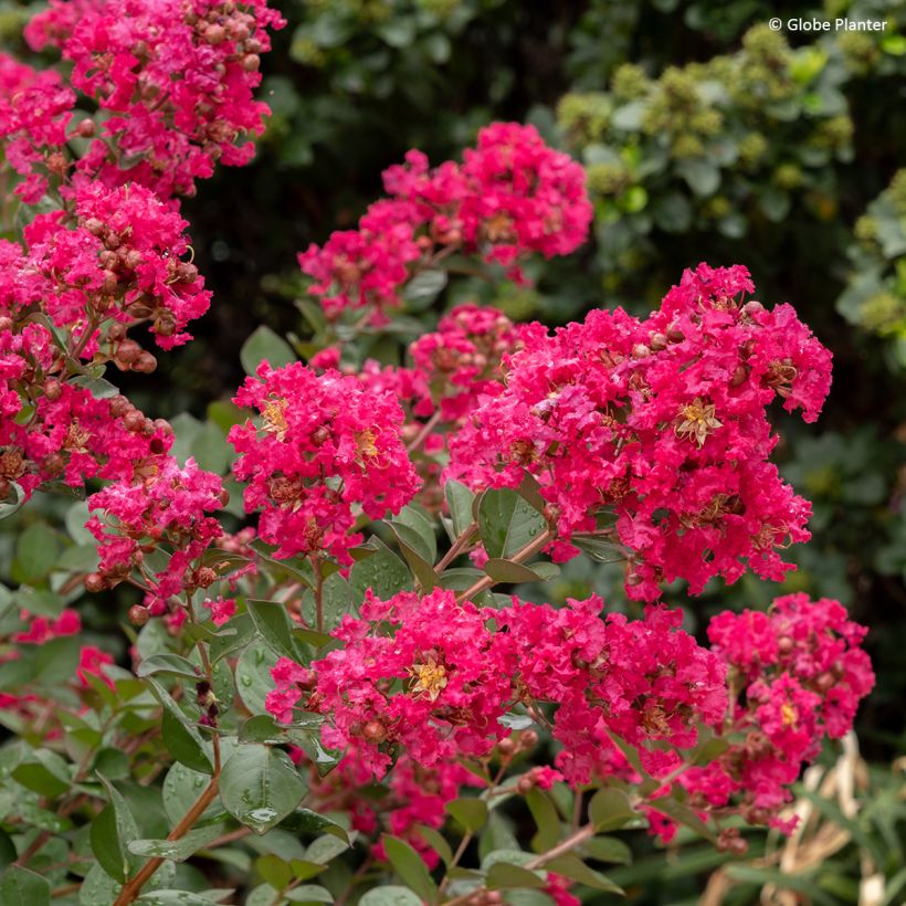 Lilas des Indes - Lagerstroemia Gourmet Red red Wine (Floraison)
