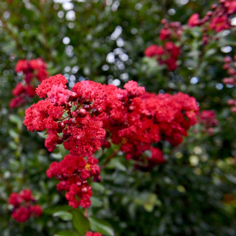 Lilas des Indes - Lagerstroemia Ruffled Red Magic (Floraison)