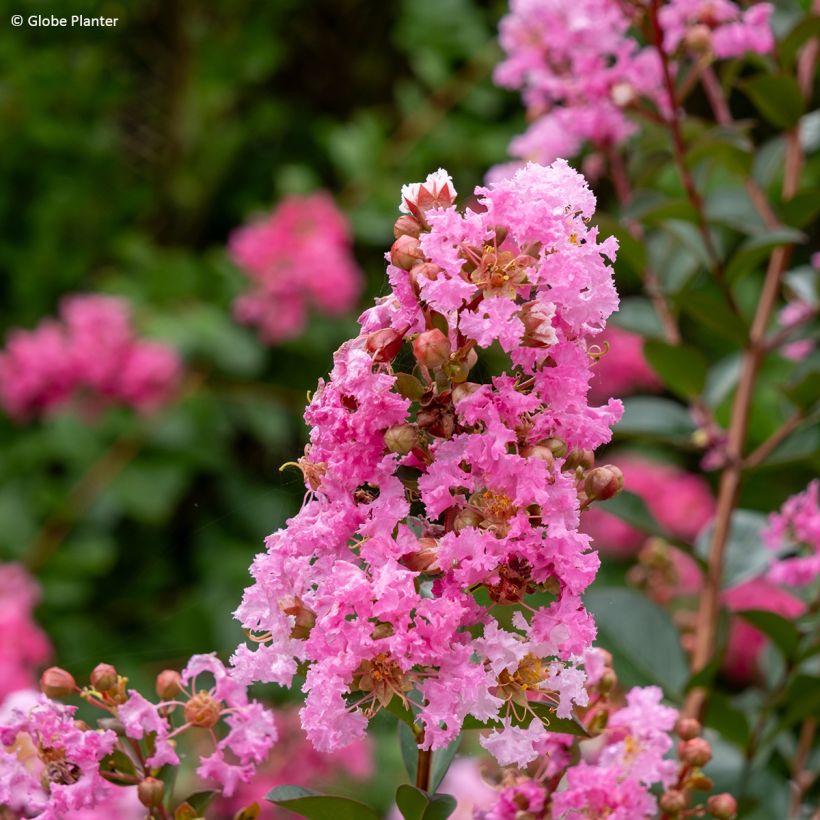 Lilas des Indes - Lagerstroemia indica Gourmet Choco Pink (Floraison)