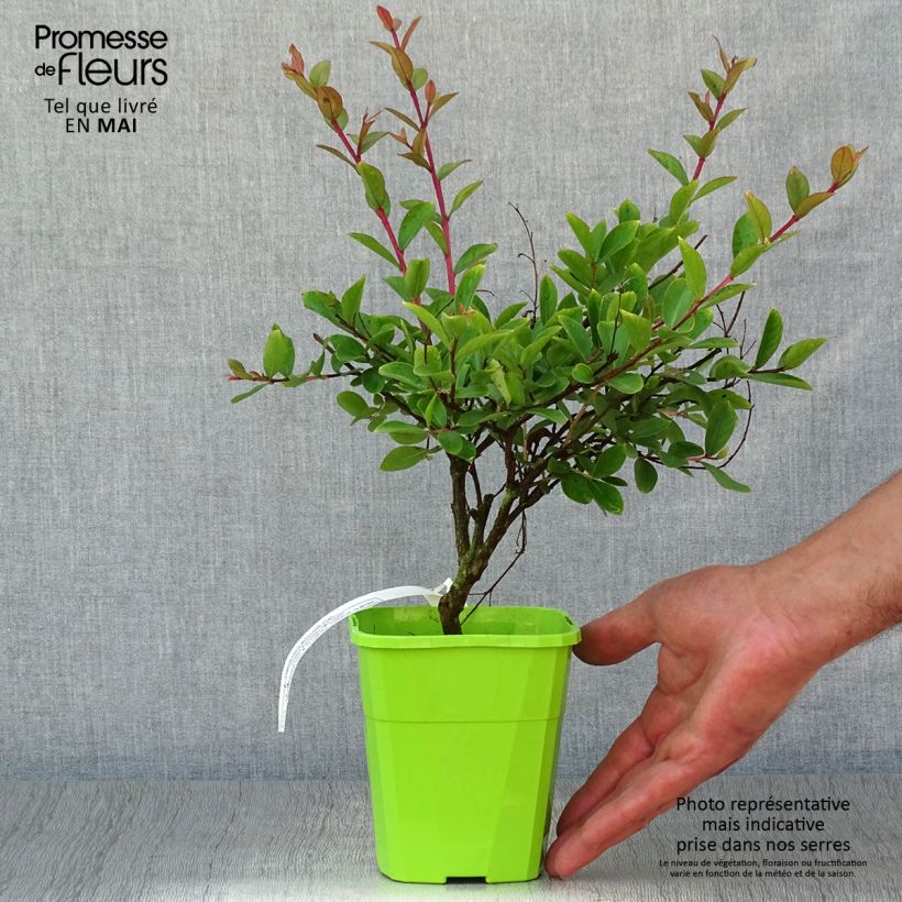 Spécimen de Lilas des Indes - Lagerstroemia indica Virgin With Love Pot de 3L/4L tel que livré au printemps