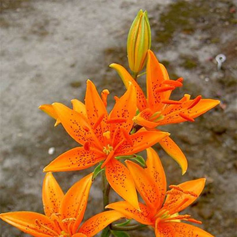 Lis botanique - Lilium tsingtauense NU (Floraison)
