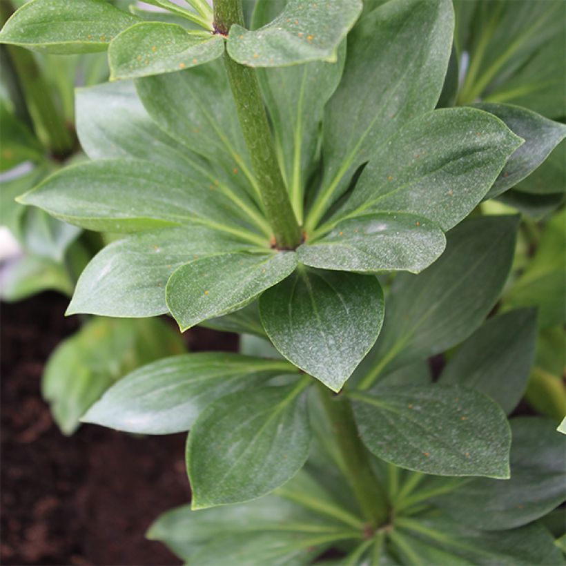 Lis martagon Pink Morning (Feuillage)