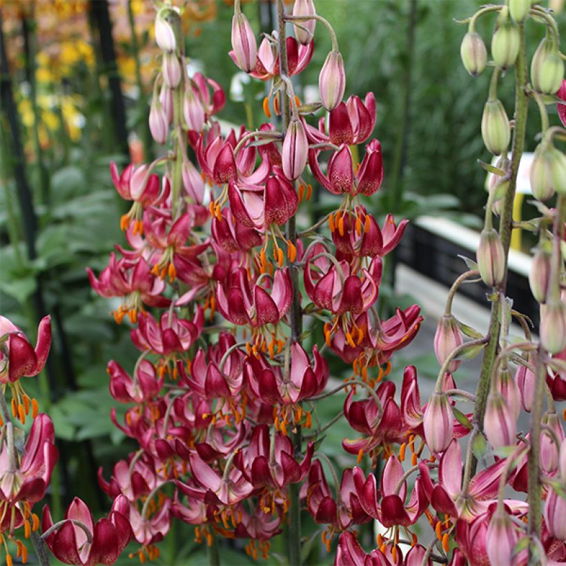 Lis martagon Russian Morning (Floraison)