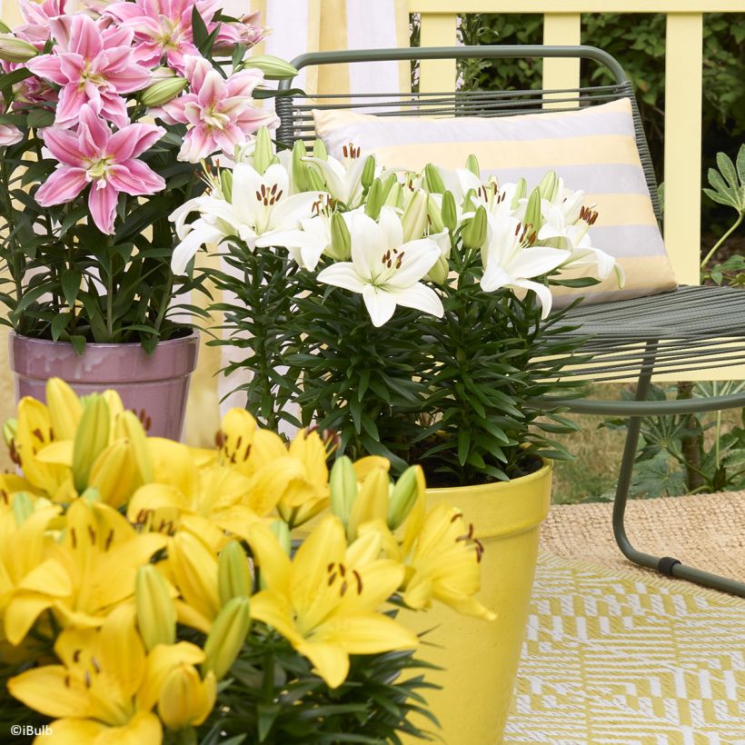 Lis asiatique Gwen - Lys nain pour pot (Port)