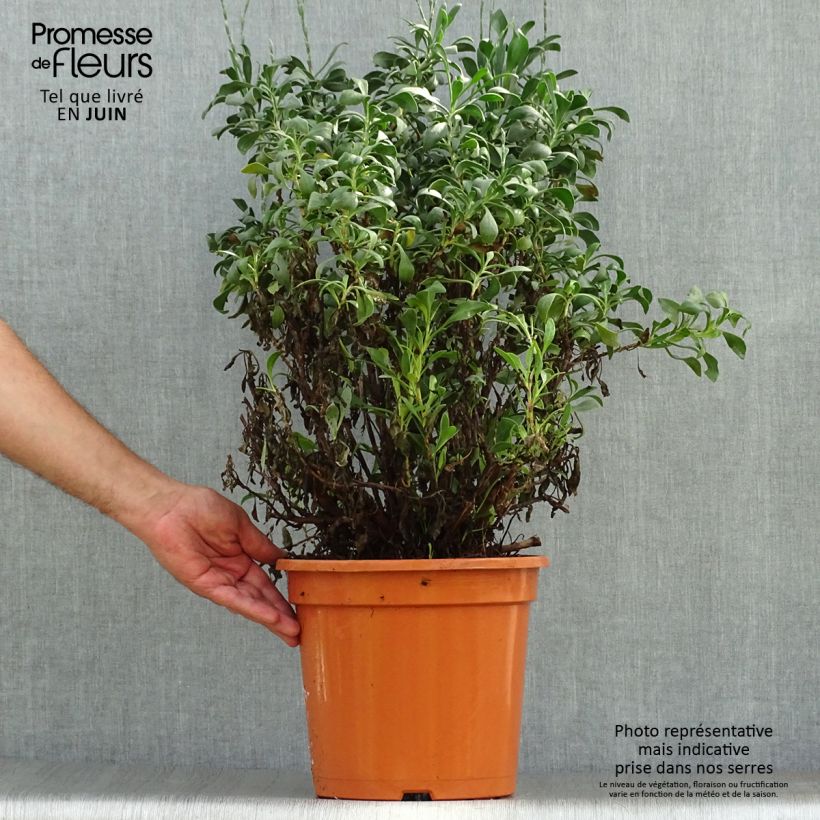 Spécimen de Limoniastrum monopetalum - Grand statice, Lavande de mer Pot de 7,5L/10L tel que livré en été