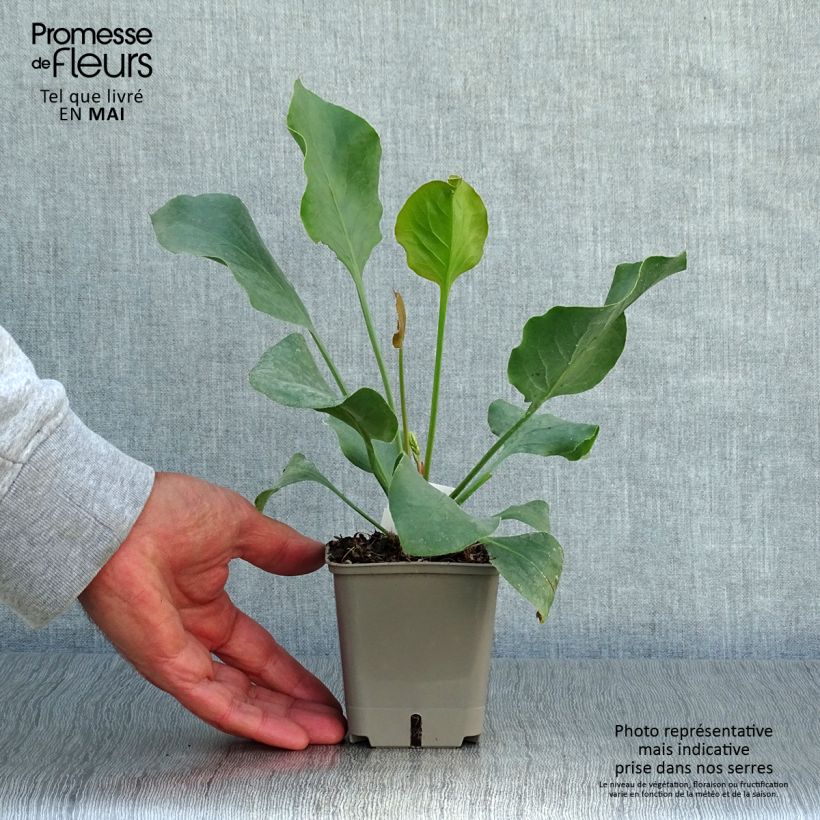 Example of Limonium perezii - Statice des Canaries Godet de 8/9 cm as you get in printemps